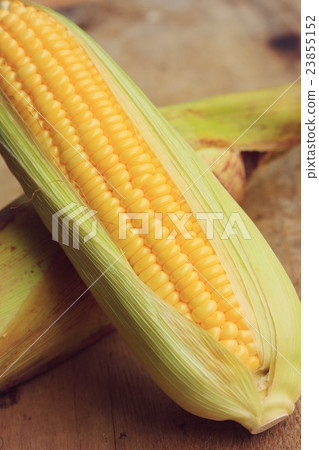 fresh corn 23855152