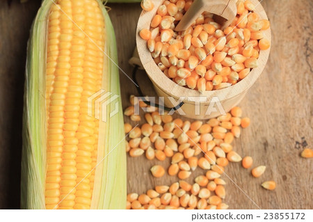 Corn and dried seeds 23855172