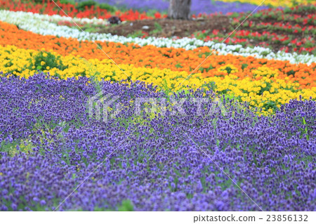 Ozawa no Oka Flower Field, Biei 23856132
