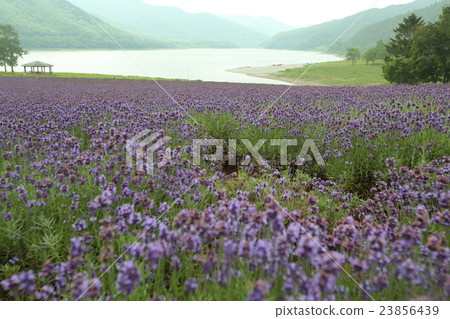 金山湖的薰衣草 金山湖的薰衣草 23856439