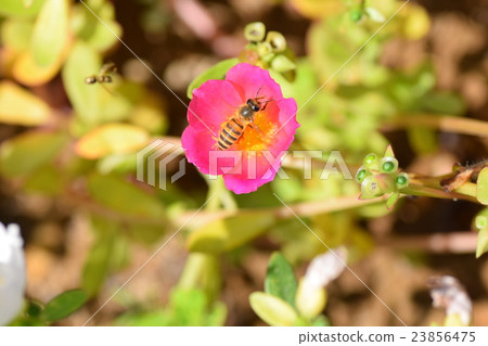 Honey bee and porchura flower Honey bee and porchura flower 23856475