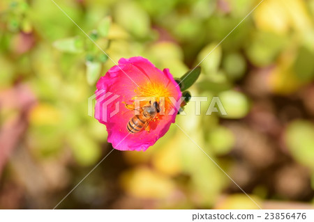 Honey bee and porchura flower Honey bee and porchura flower 23856476