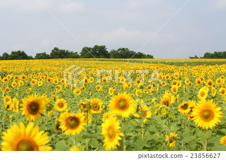 北海道，Himawari no Sato 23856627