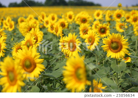 北海道，Himawari no Sato 23856634