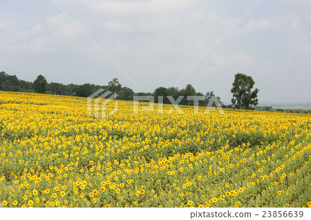 北海道，Himawari no Sato 23856639