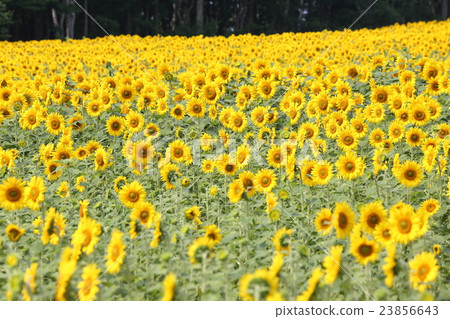 Hokkaido, Himawari no Sato 23856643