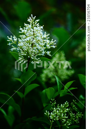 開花的Toe Mimicum 開花的Toe Mimicum 23856704