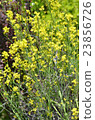 Red Rias from Rape Blossoms 23856726