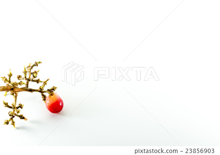 grape and grape stalk on white background 23856903