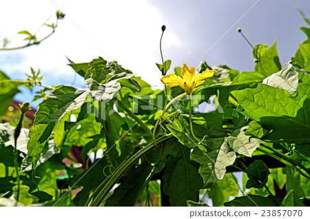 戈雅花和葉子 23857070