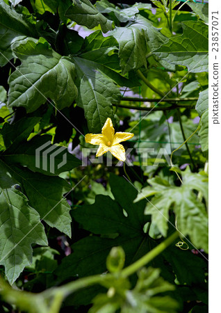 Goya flowers and leaves Goya flowers and leaves 23857071