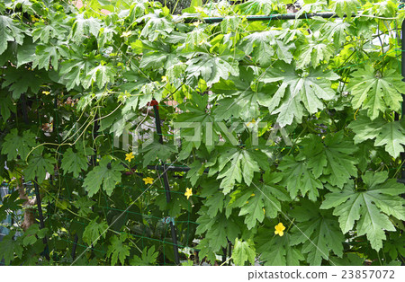 戈雅花和葉子 戈雅花和葉子 23857072