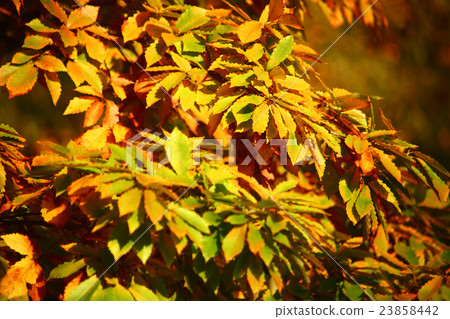 Konugi's yellow leaves Konugi's yellow leaves 23858442