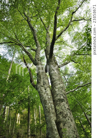 Beech forest Beech forest 23858671