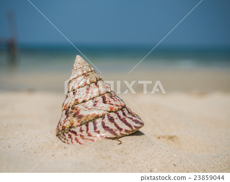 Sea shell on the beach 23859044