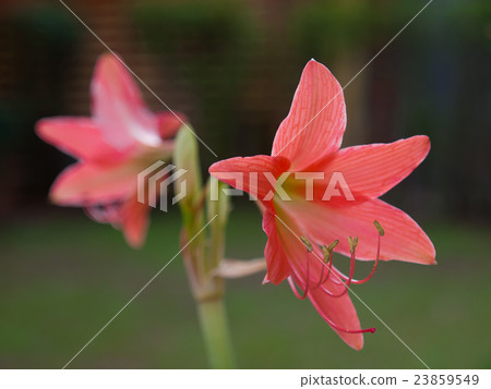 Beautiful flower Hippeastrum Beautiful flower Hippeastrum 23859549
