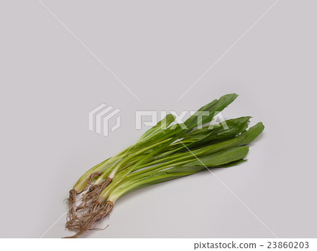 Culantro  on white background. 23860203