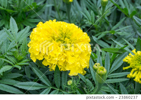 Yellow marigolds flower in the garden. 23860237