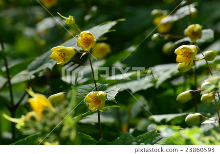 A flower of the temple · kirenge shoshuma A flower of the temple · kirenge shoshuma 23860593
