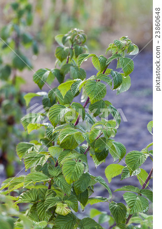 Young sprout of raspberries closeup 23860648
