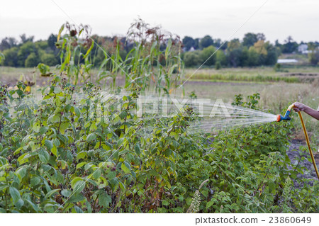 Watering raspberry bushes 23860649