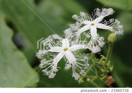 Flying Flower Flying Flower 23860726