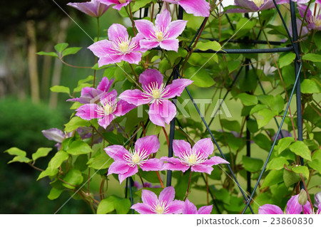 Beautiful clematis 23860830