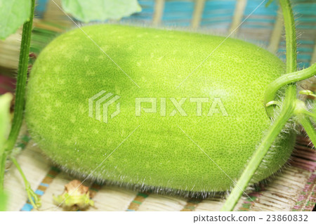 Tongan Tongan 23860832