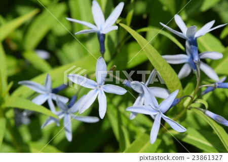 丁香草 23861327