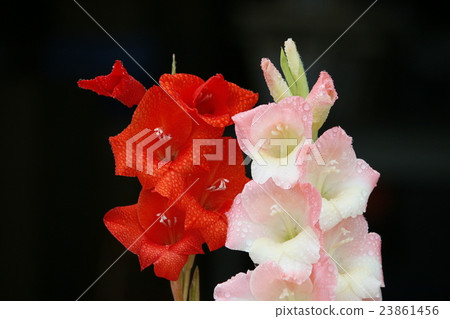Gladiolus 23861456