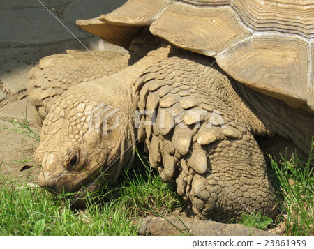 African spurred tortoise 23861959