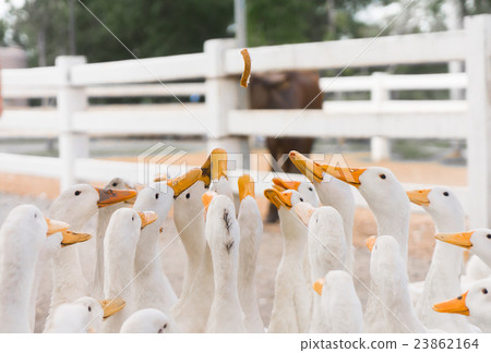 Feeding and Dropping food for big group of duck 23862164