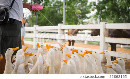 Feeding and Dropping food for big group of duck 23862165