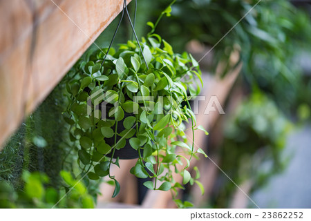 Green plant in pot 23862252