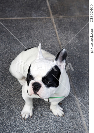 French bulldog sit and waiting 23862469