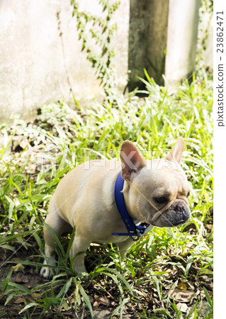 Little french bulldog pooping at grass field 23862471