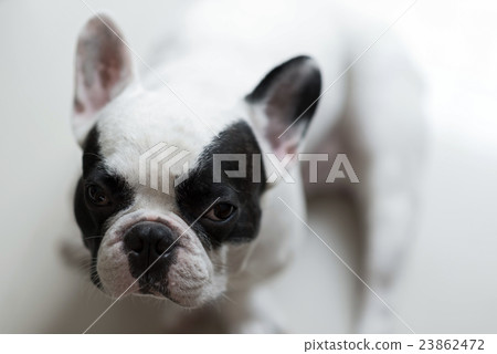 French bulldogs waiting and looking French bulldogs waiting and looking 23862472