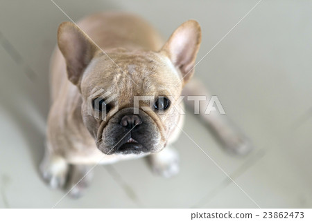French bulldog sit and looking 23862473