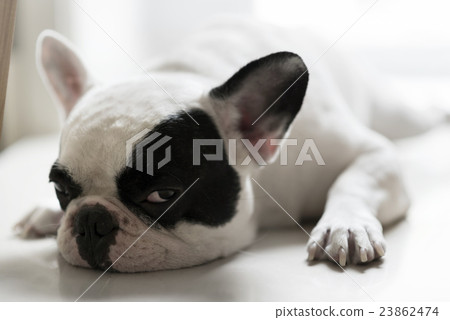 Sleepy french bulldog 23862474
