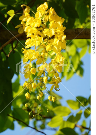 Thai National Flower: Golden Shower (Golden Shower) 23862761