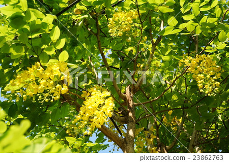 泰國國花“金色淋浴”（泰國花卉：金色淋浴） 23862763