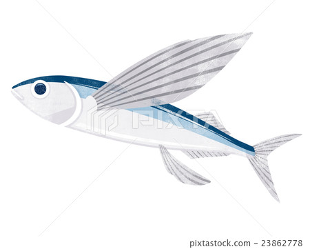 Flying flying fish Illustration 23862778