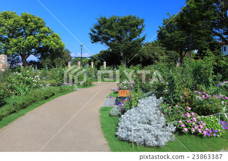 在港口,你可以看到山上公園英式玫瑰園 在港口,你可以看到山上公園英式玫瑰園 23863387