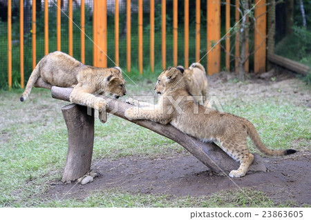 Lion's baby Lion's baby 23863605