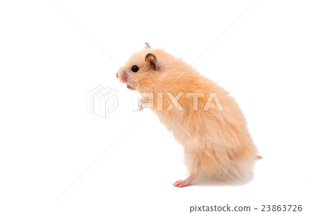 hamster isolated 23863726