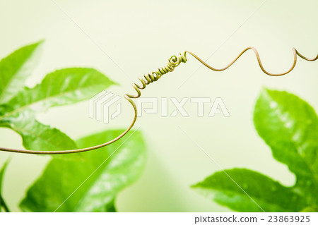 Close up of connected vine on  green background . 23863925