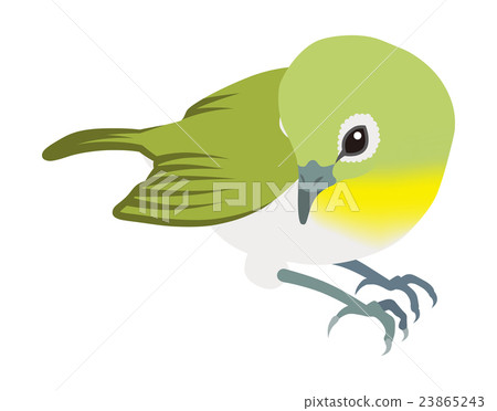 Rejoice White Back looking back 23865243