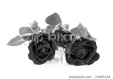 Black rose on over white background Black rose on over white background 23865438
