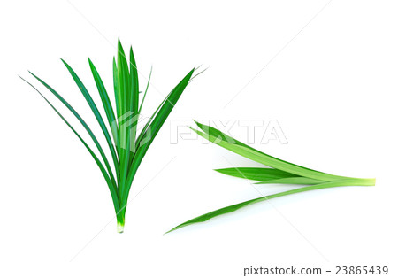 Pandanus Palm, Fragrant Pandan, Pandom wangi Pandanus Palm, Fragrant Pandan, Pandom wangi 23865439