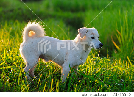 puppy dog in green meadow grass puppy dog in green meadow grass 23865560